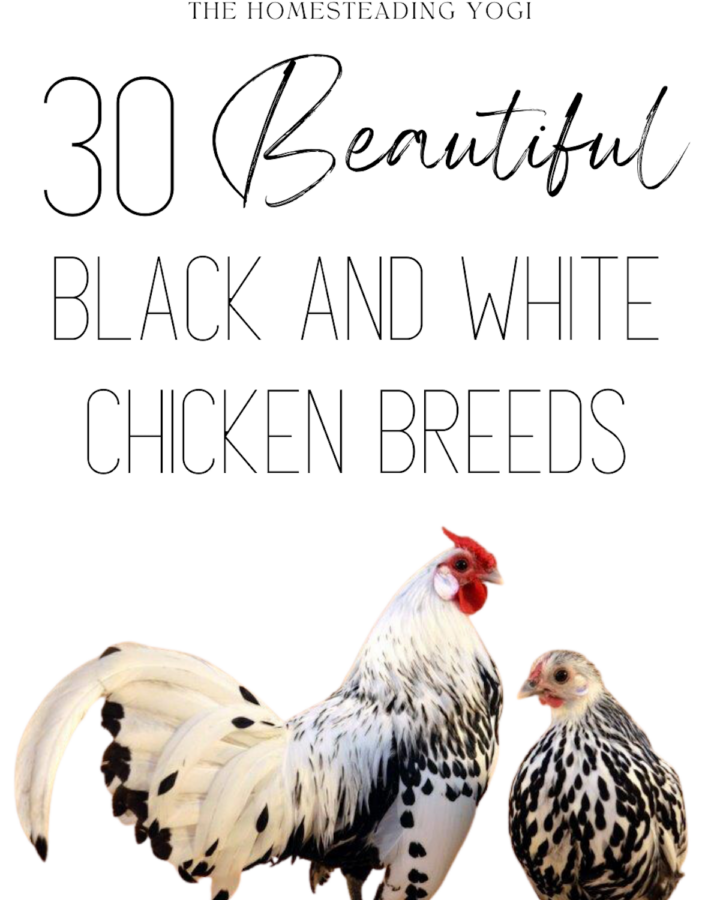 Black and White Chicken Breeds
